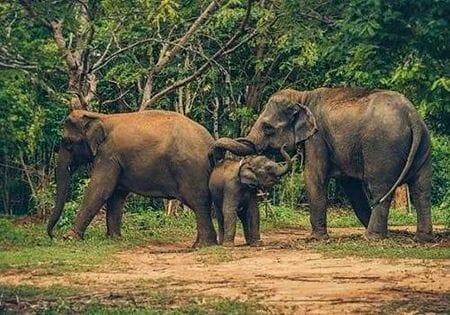Thailand-Elephants